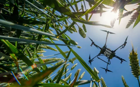 sprayer-drone-flies-wheat-field-smart-precision-farming-min